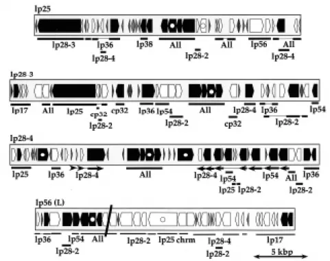 Figure 1. Interplasmid paralogies among B.