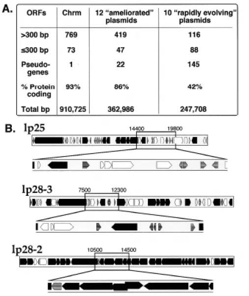 Figure 4. Ten linear plasmids contain most of the pseudogenes, small genes and non-protein coding DNA of the B