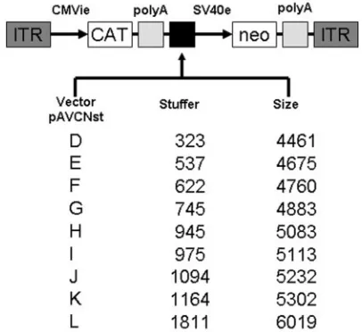 FIG. 1. Vector sequence for the pAVCNst packaging cassettes(10). Each cassette is composed of serotype 2 ITRs with a CMV