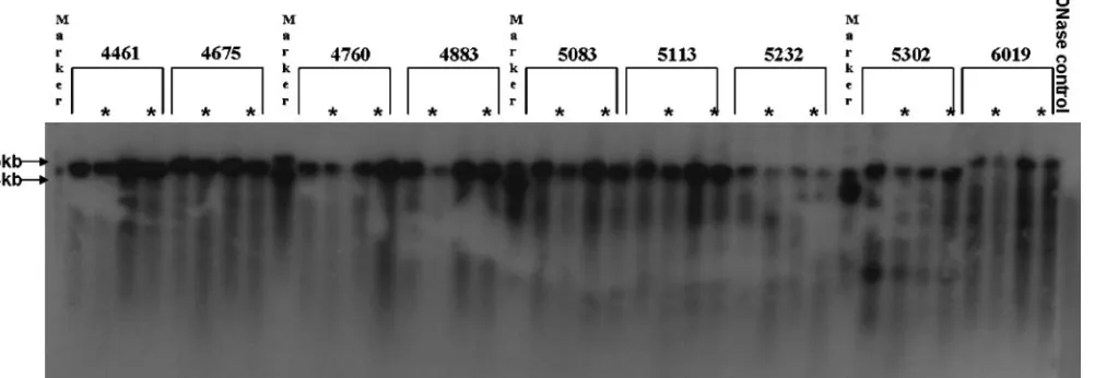 FIG. 2. Southern blot of vector DNA isolated directly from AAV virions and run on an alkaline agarose gel