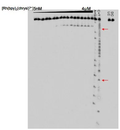 Figure 1.8. Autoradiogram of a denaturing 20% polyacrylamide electrophoresis gel show-0.4Rh complex, lane 21: 4Samples were irradiated at 365 nm on a 1000W Hg/Xe lamp for 5 min