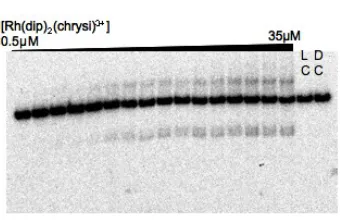 Figure 1.11.Autoradiogram of a denaturing 20% polyacrylamide electrophoresis gelµshowing photocleavage titration using Rh(DIP)2chrysi3+