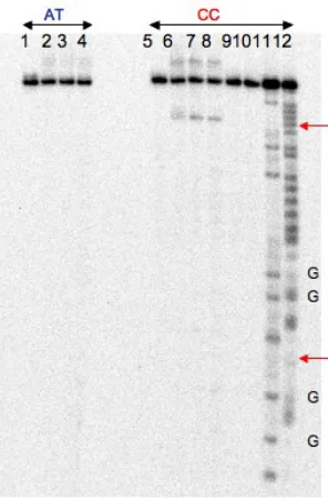 Figure 1.12. Autoradiogram of a denaturing 20% polyacrylamide electrophoresis gel com-paring Rh(DIP)2chrysi3+ reaction with matched (AT) and mismatched (CC) DNA