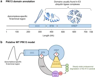 Figure 1. Schematic and structural representation of PfK13 and its putative function as substrate adaptor