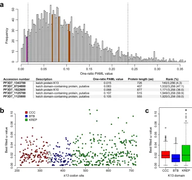 Figure 2. Conservation level of the K13 protein, domains and codon sites. (P. knowlesia) Conservation level of k13 compared to those of all protein-coding genes of Plasmodium