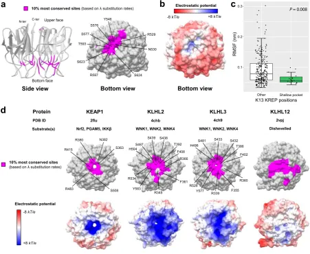 Figure 5. Conservation level and electrostatic potential across the KREP structures of K13 and other BTB-Kelch proteins