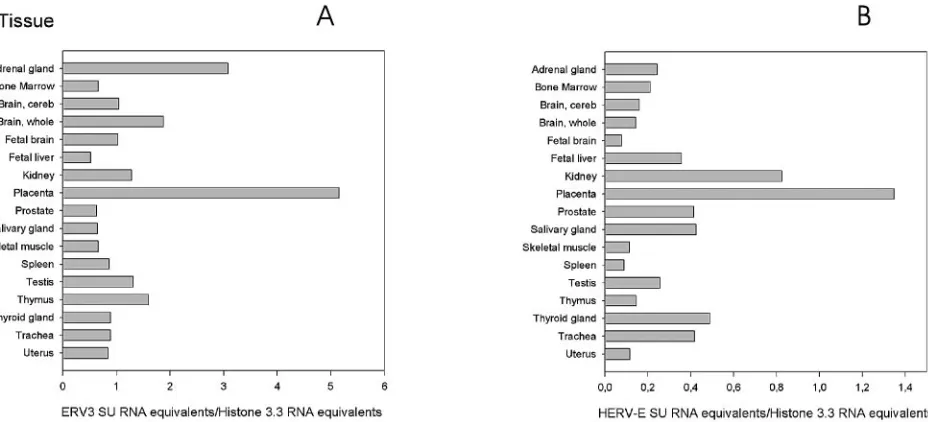FIG. 4. ERV3 (A) and HERV-E (B) envEach value represents a mean of the results for at least two experiments