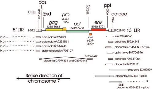 FIG. 1. Overview of the ERV3 locus at chromosome 7q11 as interpreted by the RetroTector computer program (G