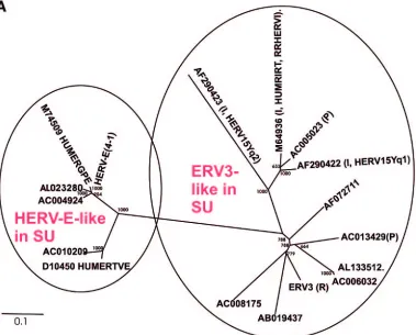 FIG. 2. (A) Dendrogram of ERV3- and HERV-E-like sequences based on the nucleotide alignment of the SU part of env3