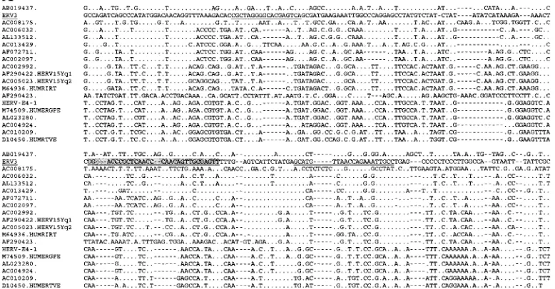 FIG. 3. Parts of the SU region of the ERV3- and HERV-E-related sequences aligned with the annotated repetitive sequences for HUMRIRT,HUMERGPE, HERV15Yq1, and HERV15Yq2