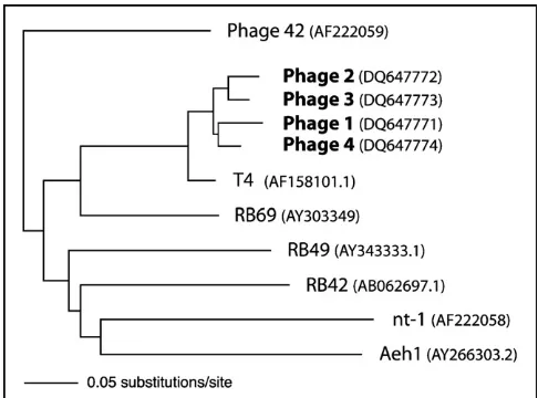 Fig. 3. Comparison of phages 1–4 to phylogenetically well-characterisedphages (Tetart et al., 2001)