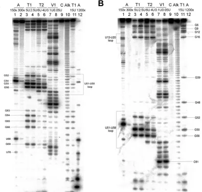 FIG. 2. Enzymatic probing of 5�for identifying the cleavage sites. The cleavage products were resolved on a 10% sequencing gel