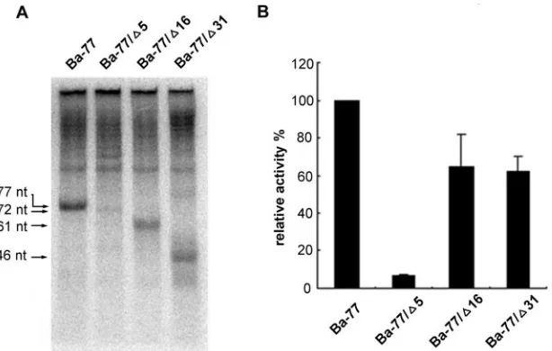FIG. 4. Role of the 3�micrococcal-nuclease-treated BaMV RdRp. The templates, Ba-77 and its derivatives, are indicated above each lane