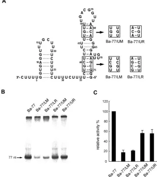 FIG. 5. Effects of mutations in the stem of the large stem-loop of Ba-77, determined by an in vitro RdRp assay