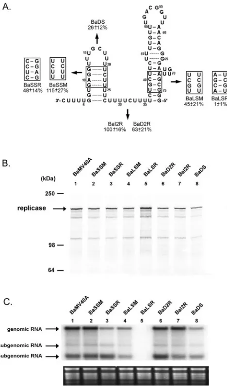 FIG. 6. Effects of mutations in the 5�end of BaMV genomic RNA; rRNAs below the blot are the loadingcontrols