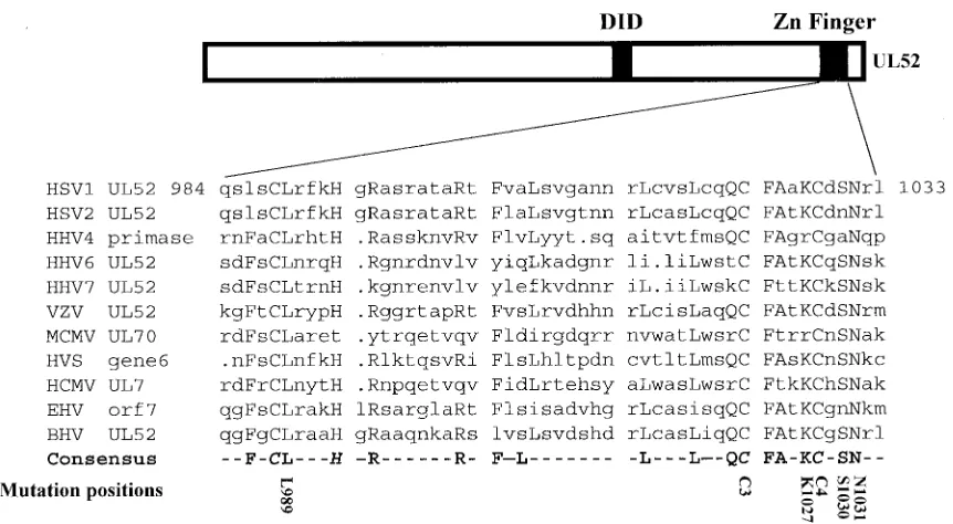TABLE 1. Ability of the UL52 zinc ﬁnger mutants to transientlycomplement the UL52 null virus hr114a