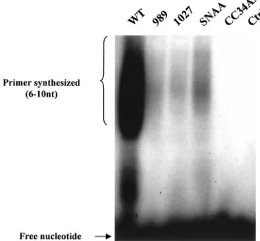 FIG. 2. Puriﬁed wild-type and mutant UL5/8/52 protein complexes.UL5/8/52 complexes were puriﬁed from insect cells infected with re-