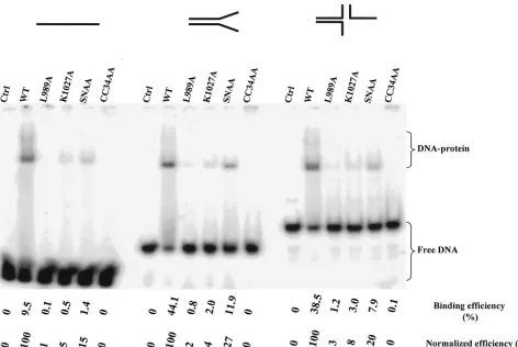 FIG. 4. UL52 zinc ﬁnger mutants display a DNA-binding pattern corresponding to the complementation proﬁle