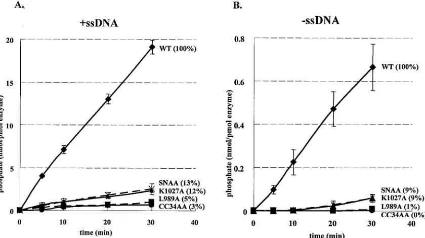 FIG. 6. All UL52 zinc ﬁnger mutants except SNAA exhibit reducedhelicase activity. The ability to unwind a forked substrate was exam-