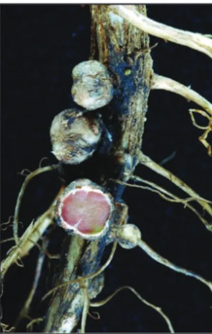 Figure 1.2. Nodules containing  rhizobia on a soybean root. Active  nodules when cut in half are red