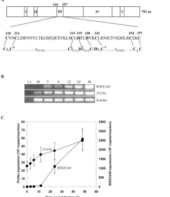 FIG. 1. Structural motifs of WSSV249 and time course study of WSSV249I (amino acids 144 to 156), II (amino acids 207 to 219), and V (amino acids 692 to 704), respectively, represent EF-hand calcium binding domains.Domain IV (amino acids 454 to 639) represe