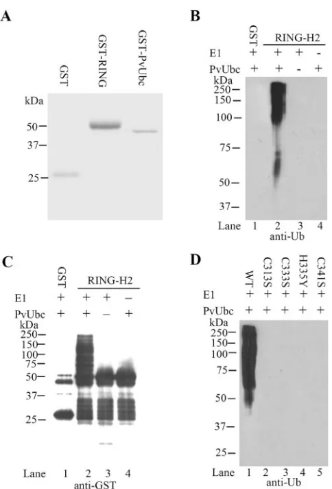 FIG. 4. Ubiquitination assay with WSSV249-RING-H2 and PvUbc.(A) Expression and puriﬁcation of GST-RING and GST-PvUBc fu-