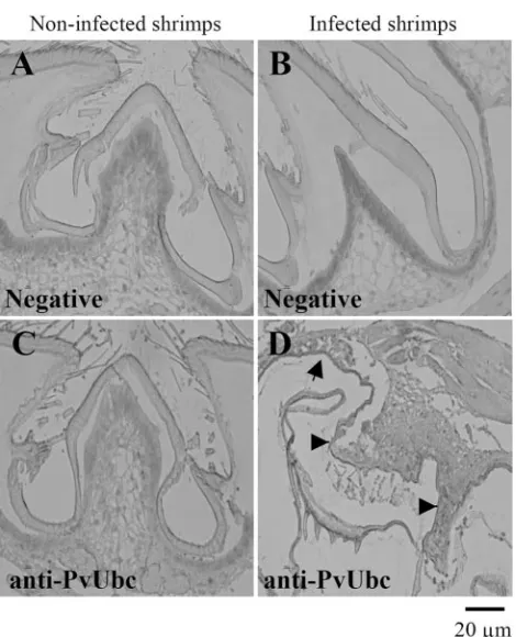 FIG. 8. Increased expression of PvUbc in infected shrimp cells byimmunohistochemistry assay