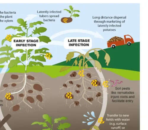 Figure 5. The  means  of  survival  and  spread  for  the  bacterium  Ralstonia solanacearum species  complex in potato