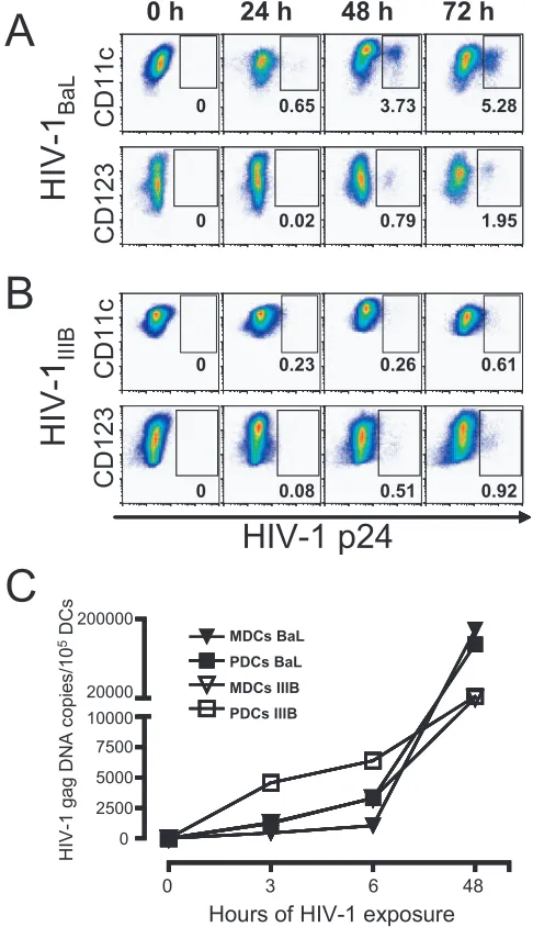FIG. 2. Productive HIV-1PDCs. Sorted CD11cBaL and HIV-1IIIB infection in MDCs and� MDCs (A) and CD123� PDCs (B) were ex-