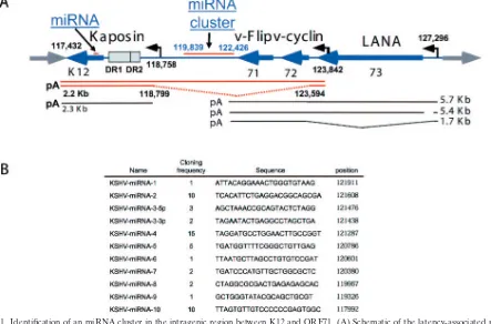 TABLE 1. Distribution of cloned small RNA moleculesa