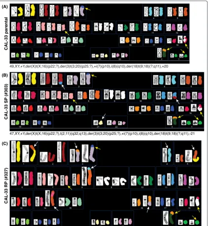 Fig. 2 SKY results of the CAL-33 cell lines. The yellow arrows point the common for all CAL-33 cell lines marker chromosomes