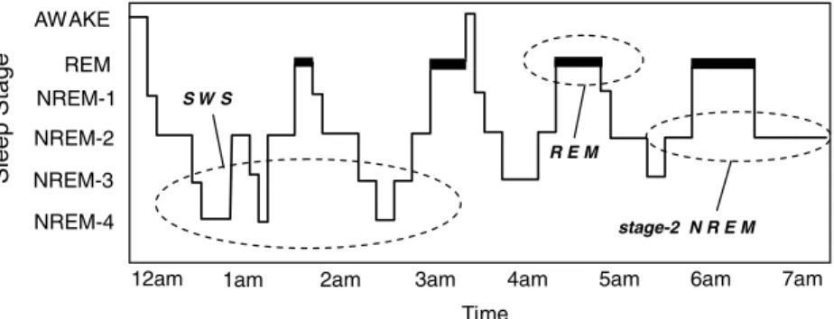 Figure 1. The human sleep cycle. Across the night, NREM and REM sleep cycle every 90 minutes in an ultradian manner, while the ratio of NREM to REM sleep shifts