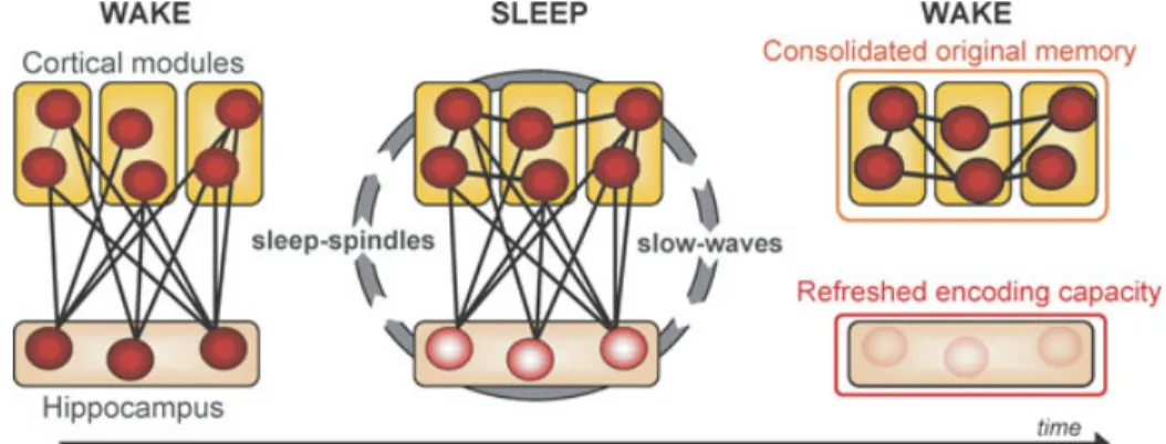 Figure 5. Model of sleep-dependent hippocampal-neocortical memory consolidation. At encoding the hippocampus rapidly integrates information within distributed cortical modules.