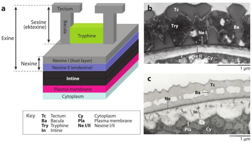 Figure 2 Typical structure of the angiosperm pollen wall and b, c)a)(Ariizumi & Toriyama 2011)