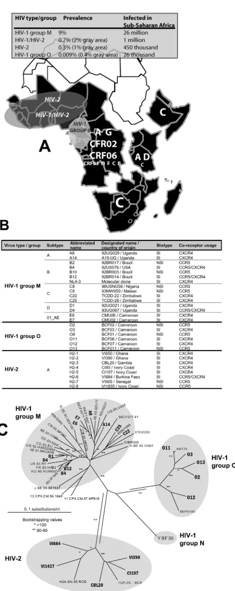 FIG. 1. (A) Prevalence of HIV in sub-saharan Africa is summa-rized in the grey panel. Sub-saharan Africa is further subdivided into