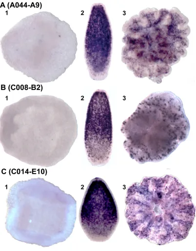 Figure 6Whole mount in situ hybridization of three genes of unknown functionWhole mount in situ hybridization of three genes of unknown function