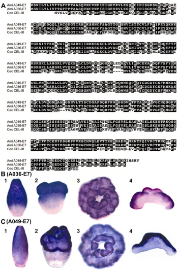 Figure 3Sequence comparison and whole mount in situ hybridization of lectin coding genes A036-E7 and A049-E7Sequence comparison and whole mount in situ hybridization of lectin coding genes A036-E7 and A049-E7