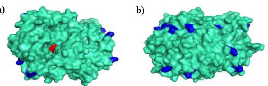 Figure 6.  Distribution of amino acid residues with amino group (dark blue) and catalytic site (red) on the surface of glucose oxidase from Aspergillus niger (a) Front view on catalytic site