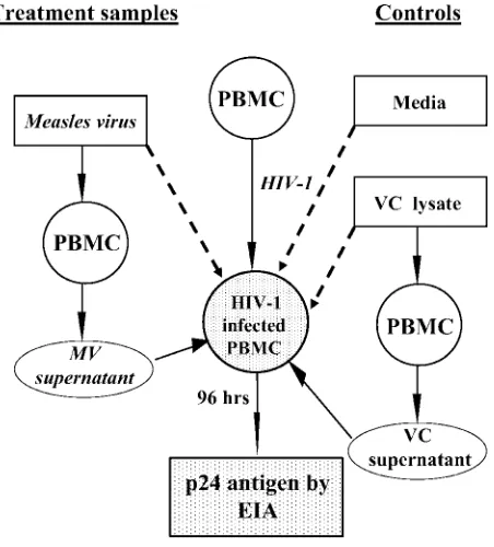 FIG. 1. Scheme for the in vitro evaluation of interactions betweenmeasles virus and HIV-1