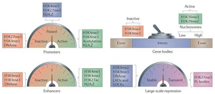 Fig. 2-2. Activated and repressed gene promoters and gene bodies by histone modifications