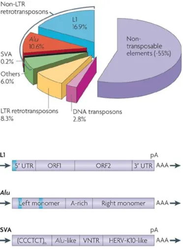 Fig. 2-5 Transposable elements in the genome. Reprinted by permission from Macmillan Publishers Ltd: Nature Reviews Genetics (Cordaux and Batzer 2009) copyright (2009)