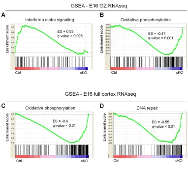 Fig. 4-9 GSEA analysis at E16 detect deregulation of cellular stress pathways 