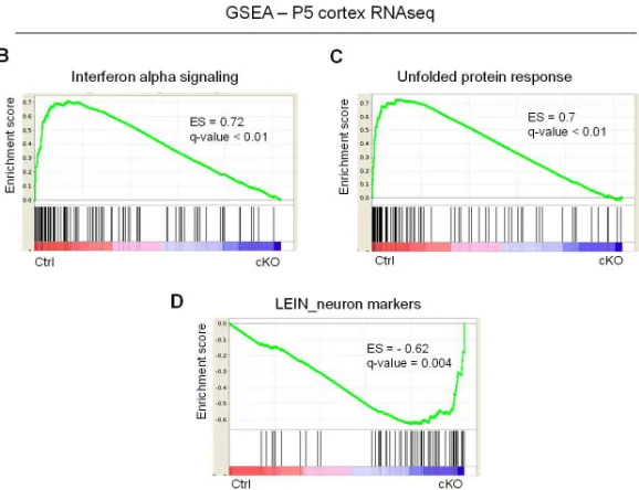 Fig. 4-10 GSEA analysis at E16 detect deregulation of cellular stress pathways 