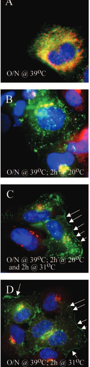 FIG. 2. Transport of the control VSV G tsdifferent temperatures. 143B cells were transfected with GFP-taggedVSV G24 h and examined immediately by immunoﬂuorescence (A) or fol-lowing a further 2 h at 20°C (B) or 31°C (D)