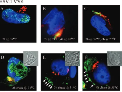 FIG. 3. Viral kinetics. 143B cells were infected with HSV-1 V701 for 7 h at the nonpermissive temperature (A to F)