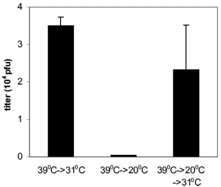 FIG. 4. Titration of extracellular virus with Vero cells. 143B cellswere incubated with HSV-1 V701 for 7 h at 39°C and then at 20°C for