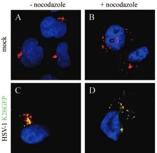 Fig. 7M to R). To conﬁrm that the more weakly TGN-associ-ated gB really colocalized with the TGN, we processed theoverlays with a Boolean approach (22) to better reveal thecolocalization signal