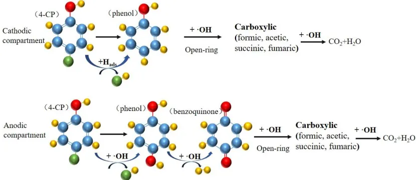 Figure 4.  Proposed degradation pathways for 4-CP in electrochemical reduction-oxidation process in cathodic and anodic compartments using Pd-Fe/graphene gas-diffusion electrode