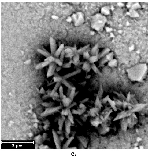 Figure 2. Representative SEM micrographs under different magnifications for the Ni/CdSe/ZnO nano-flower specimens