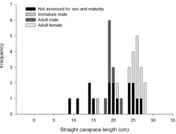 TABLE 4. Measurements of adult Elseya albagula from the Paradise Dam area of the Burnett River.